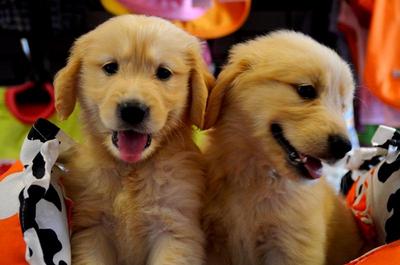golden retriever big bone golden retriever puppies sold 5 years 3 months golden retriever big bone struct golden retriever big bone golden retriever puppies sold 5 years 3 months golden retriever big bone struct