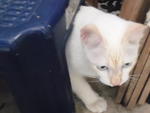Utih - Siamese + Domestic Medium Hair Cat