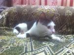 Peppermint - Domestic Short Hair Cat
