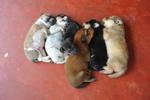 All the six puppies