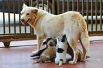 Furry and her puppies