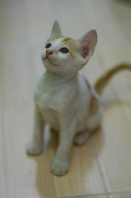 Ochado 茶道 - Domestic Short Hair Cat
