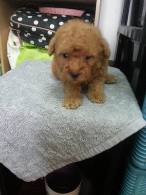 Poodle Puppy For Sale - 2 Years 7 Months, Red Tiny Toy Poodle RM700 from Kota Damansara , Selangor - PetFinder.my - 40883-164377-l