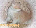 Roti Boom - Ragamuffin Cat