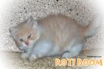 Roti Boom - Ragamuffin Cat