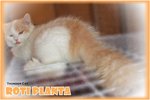 Roti Planta - Ragamuffin Cat