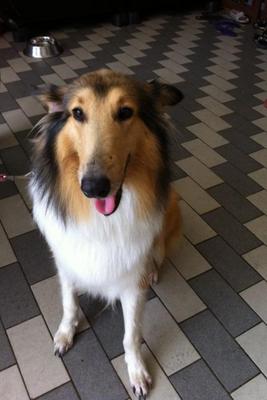 Lassie Found N Reunited - Border Collie Dog