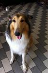 Help us find Lassie