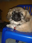 C C - Pekingese Dog