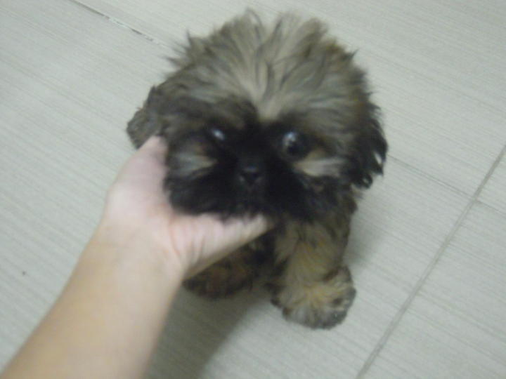 shih tzu and pekingese pekingese shih tzu mix www imgkid the image kid has it shih tzu and pekingese pekingese shih tzu mix www imgkid the image kid has it