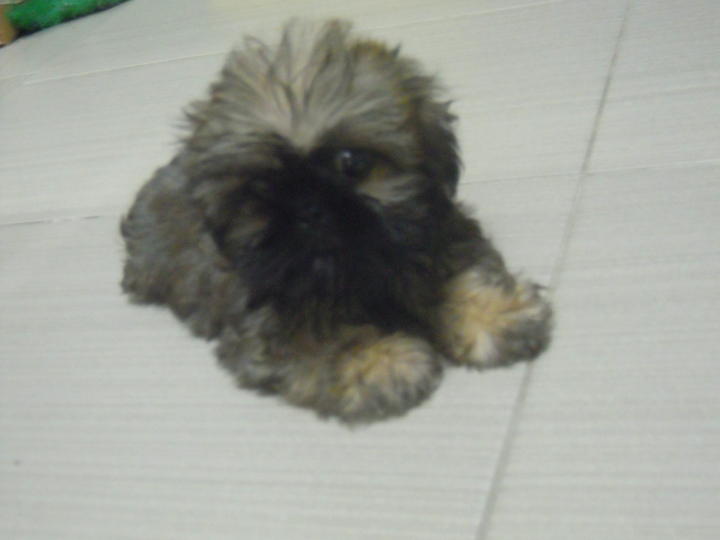 pekingese and shih tzu pekingese shih tzu mix www imgkid the image kid has it pekingese and shih tzu pekingese shih tzu mix www imgkid the image kid has it