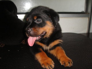 Quality Rottweiler Pups - Rottweiler Dog