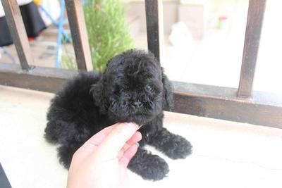 Black Tiny Toy Poodle - Poodle Dog