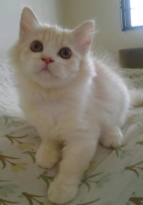 Persian + Maine Coon Kitten Sold 5 Years 8 Months, Maine Coon Mix