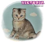 Victoria - Scottish Fold Cat