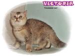 Victoria - Scottish Fold Cat