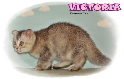 Victoria - Scottish Fold Cat