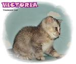 Victoria - Scottish Fold Cat