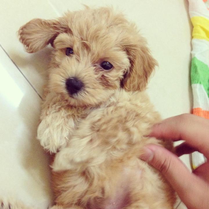 light brown puppy poodle puppy sold 5 years 2 months light brown tiny poodle from kepong kuala light brown puppy poodle puppy sold 5 years 2 months light brown tiny poodle from kepong kuala