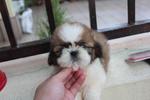 Super Lovely Shih Tzu Puppy - Shih Tzu Dog