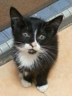 Si Kenit - Domestic Short Hair + Tuxedo Cat