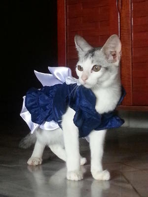 Musang Queen (Mq) - Domestic Short Hair Cat