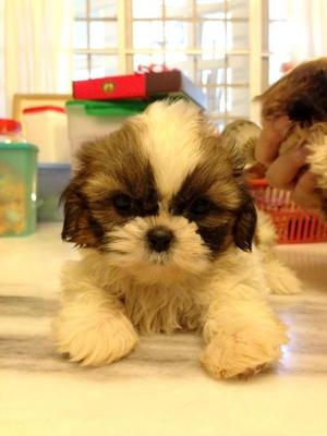 types of shih tzu breeds shih tzu puppies sold 5 years 2 months shih tzu tri color small breed type from types of shih tzu breeds shih tzu puppies sold 5 years 2 months shih tzu tri color small breed type from