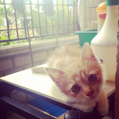Chika - Domestic Medium Hair Cat
