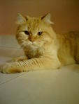 Garfield - Persian + British Shorthair Cat