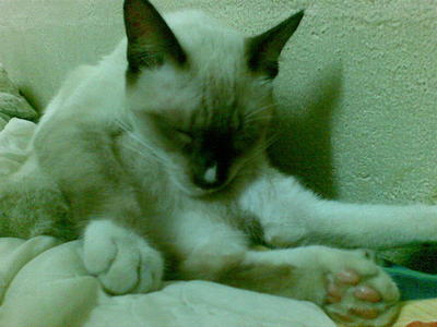 Mamu  - Siamese + Snowshoe Cat