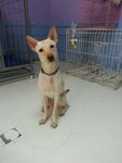 ♥wawa♥ ( Medium) 7 Months - Mixed Breed Dog