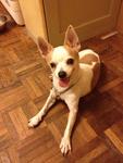 Cross Chihuahua  Found 26032013 - Chihuahua + Miniature Pinscher Dog