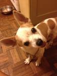 Cross Chihuahua  Found 26032013 - Chihuahua + Miniature Pinscher Dog