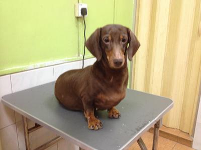 Tiny - Dachshund Dog