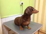 Tiny - Dachshund Dog