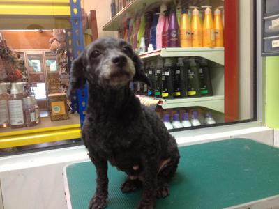 Charcoal - Poodle Dog