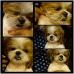 Bow Bow - Shih Tzu Dog