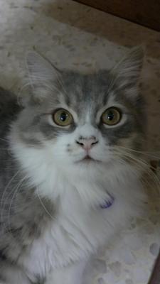 Abu - Maine Coon + Persian Cat