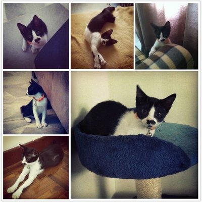 Moo - Tuxedo + Domestic Short Hair Cat