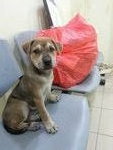 ♡fifi♡▶ ( 2 Months ) - Mixed Breed Dog