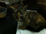 Little Eva - Domestic Short Hair Cat