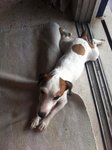 Meeto - Jack Russell Terrier Dog