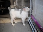 Sura Boy - Domestic Short Hair Cat