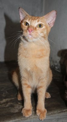 Ric2 Tangy - Domestic Short Hair Cat