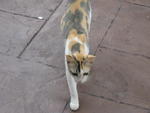 PF4342 - Domestic Short Hair Cat