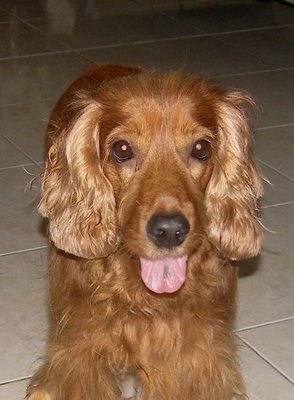 Lost Dog - Mishil (Cocker Spaniel) - Cocker Spaniel Dog