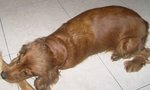 Lost Dog - Mishil (Cocker Spaniel) - Cocker Spaniel Dog