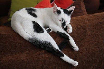 Alfie - Egyptian Mau + Domestic Short Hair Cat