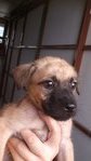 Bambi - Mixed Breed Dog