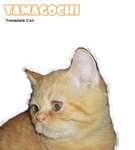 Tamagochi - British Shorthair Cat